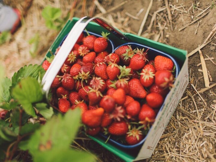Całoroczna uprawa truskawek: jak osiągnąć owocowanie przez cały rok?
