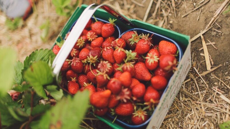 Całoroczna uprawa truskawek: jak osiągnąć owocowanie przez cały rok?