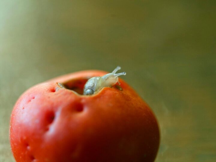 Najczęstsze choroby jabłoni i skuteczne metody ich zwalczania