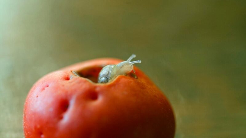 Najczęstsze choroby jabłoni i skuteczne metody ich zwalczania