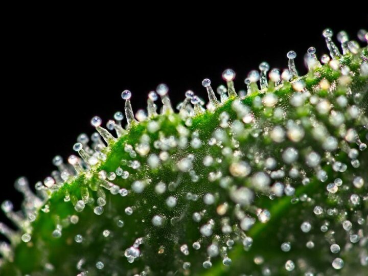 Hydrożel ogrodniczy: korzyści i zastosowanie w pielęgnacji roślin