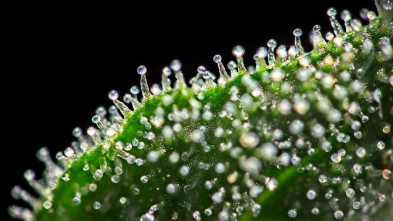 Hydrożel ogrodniczy: korzyści i zastosowanie w pielęgnacji roślin